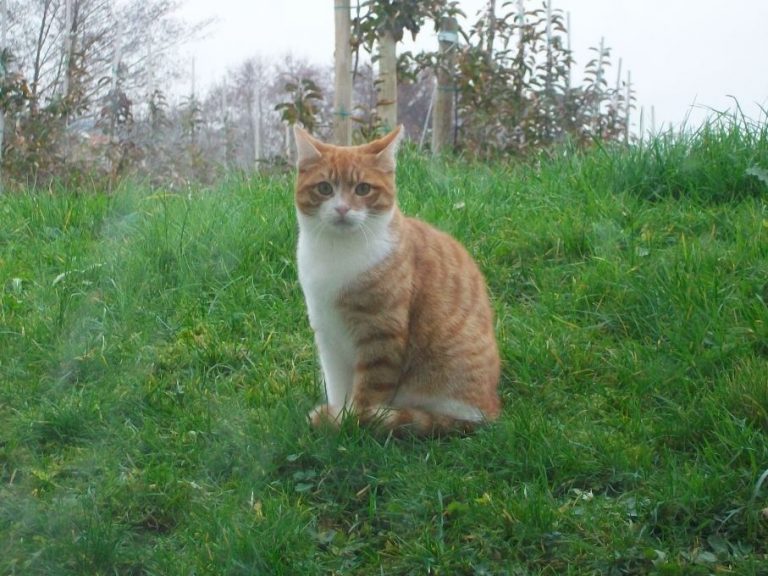 Zwei junge Kater suchen ihr Glück -vermittelt-