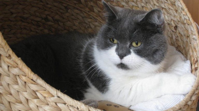 Sunny: Für unsere geliebte First Lady und Zaubermaus