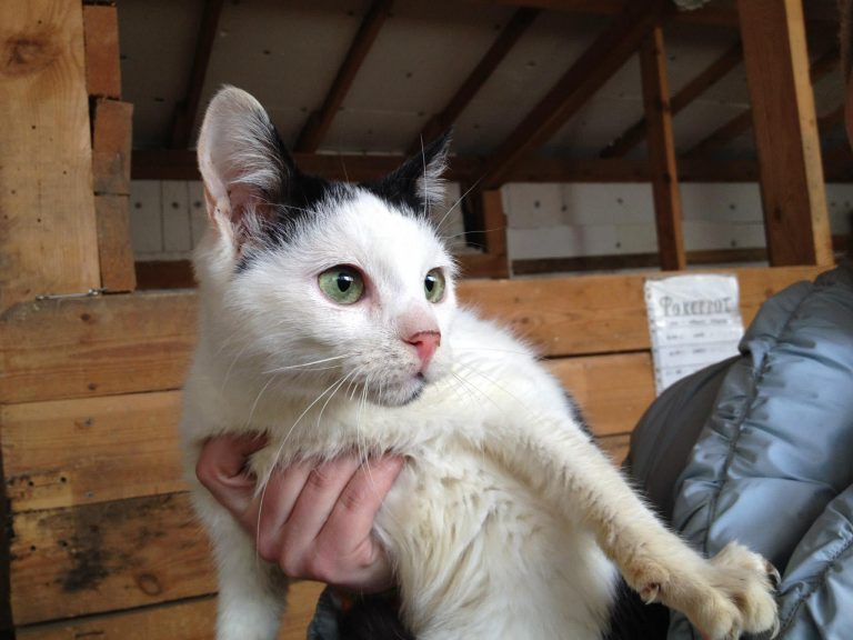 Mikki und Majk R.I.P. sie haben es nicht geschafft, macht es gut auf der grünen Wiese