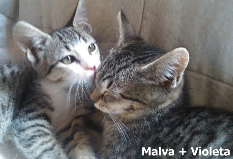 Malva und Violetta -vermittelt-