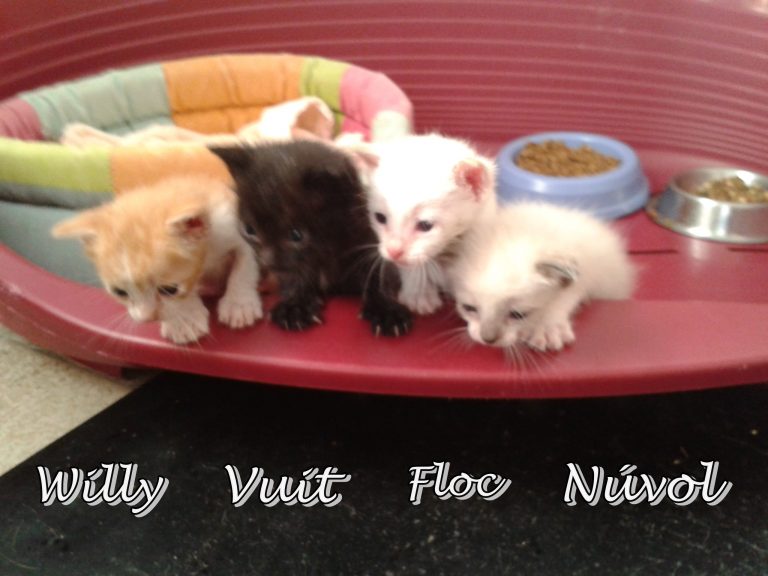 Vuit, Willy, Floc und Nuvol -vermittelt-