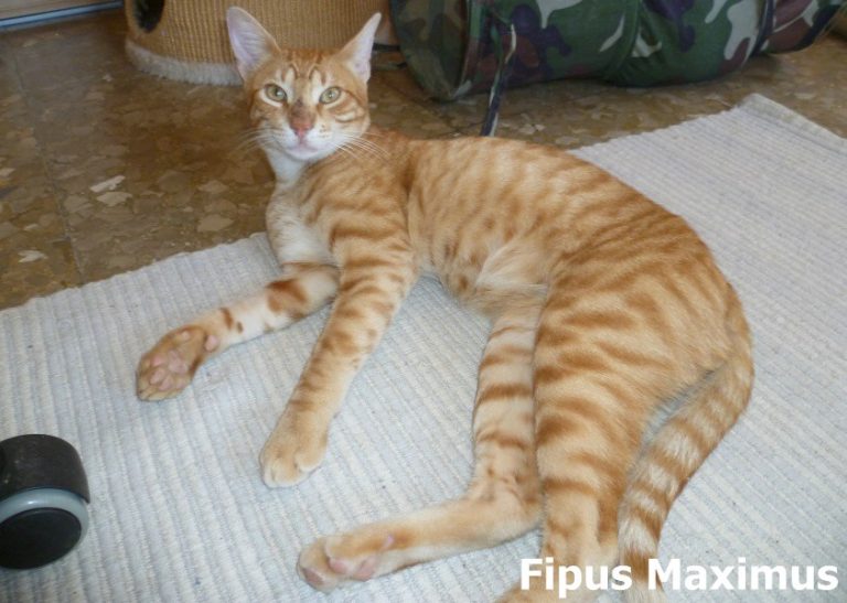 Fipus Maximus -vermittelt-