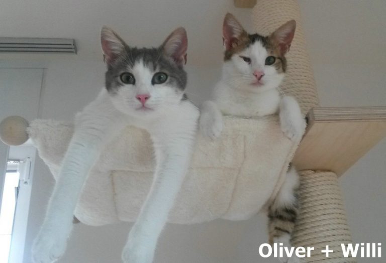 Oliver und Willi -vermittelt-