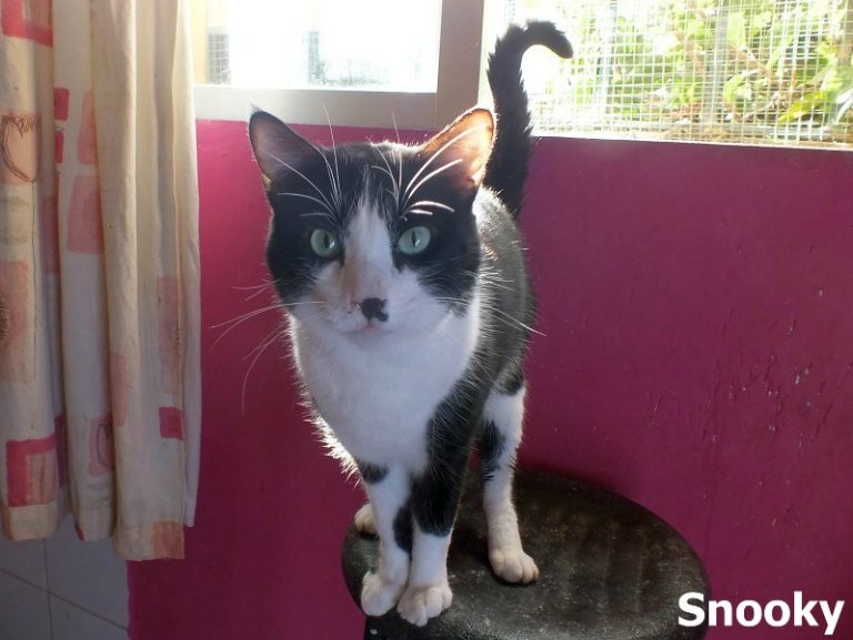 Snooky -vermittelt-