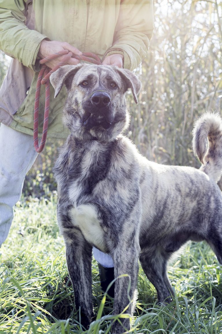 Hecktor -vermittelt-