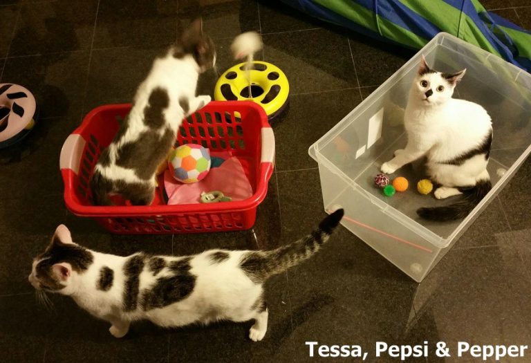 Tessa, Pepsi und Pepper -vermittelt-