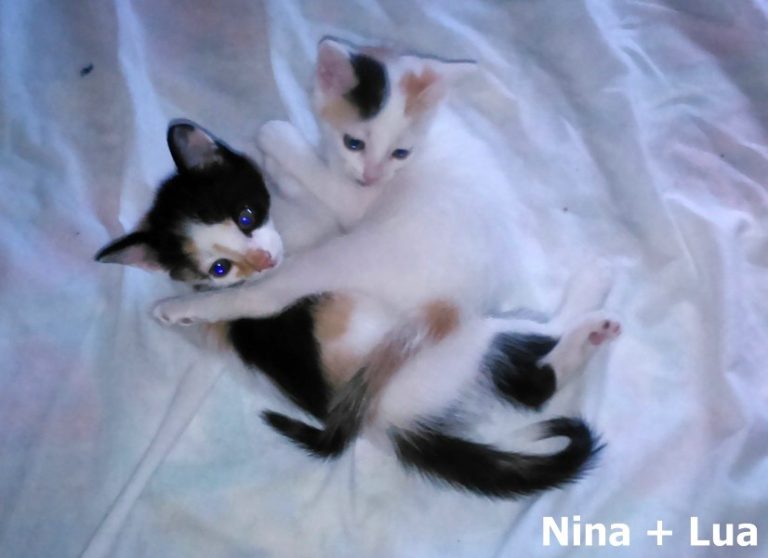 Nina + Lua -vermittelt-