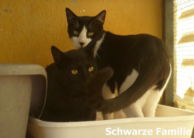 Romy und ihre Familie -vermittelt-