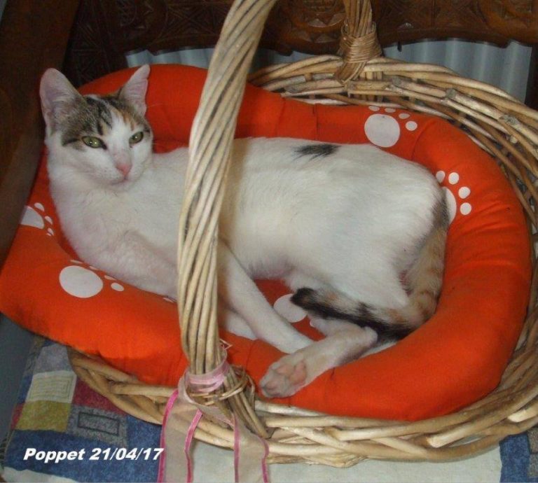 Poppet -vermittelt-