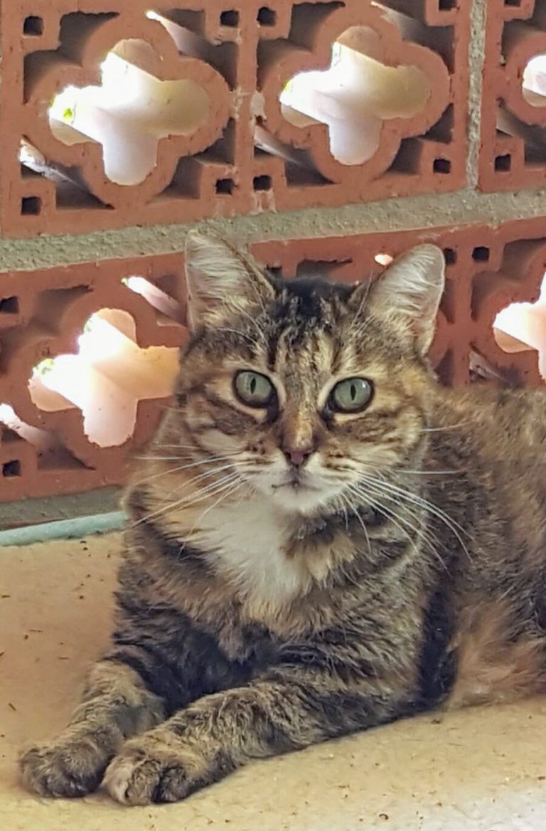 Vivienne RiP machs gut im Regenbogenland