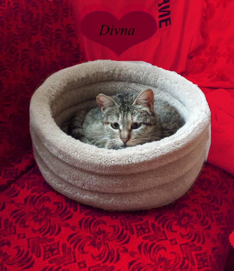 Divna -vermittelt-