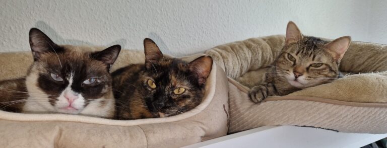 Maily, Lilly und Tiffy -vermittelt-