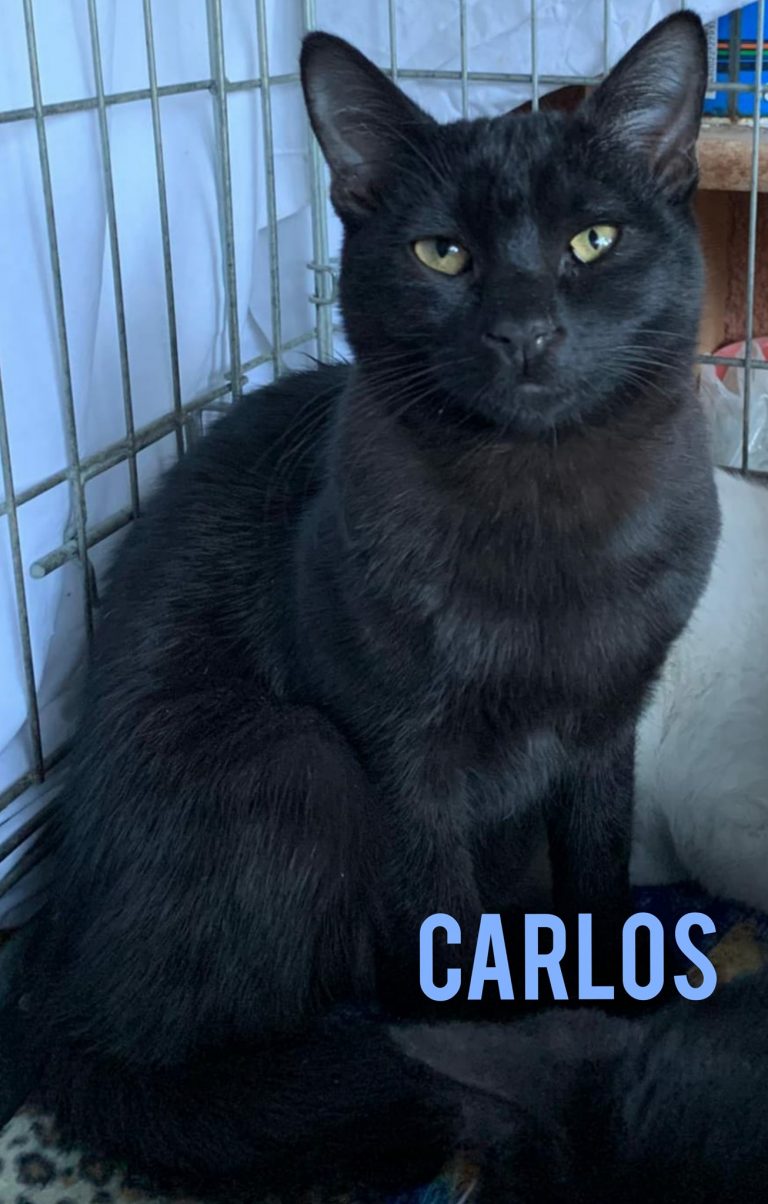 Carlos und seine Geschwister -vermittelt-