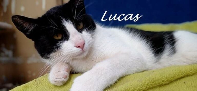 Lucas -vermittelt-