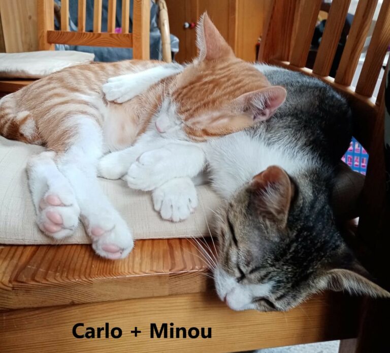 Minou -vermittelt-