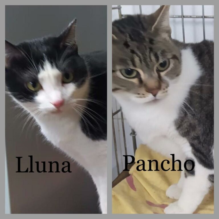 Lluna und Pancho -vermittelt-