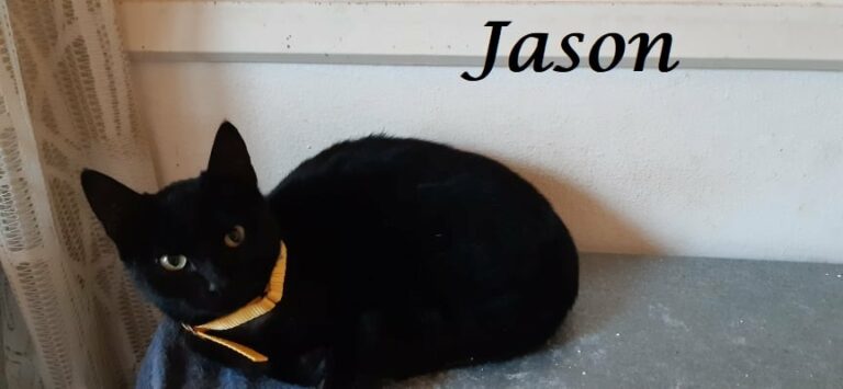 Jason -vermittelt-