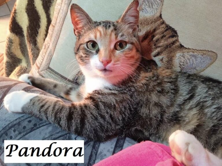 Pandora -vermittelt-