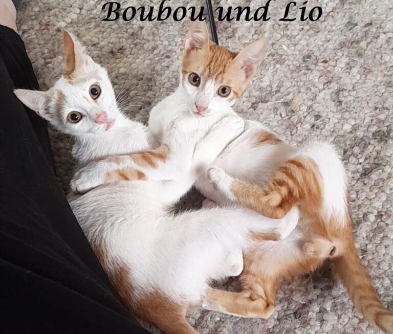 Boubou und Ernie/Lio und Lui -vermittelt-