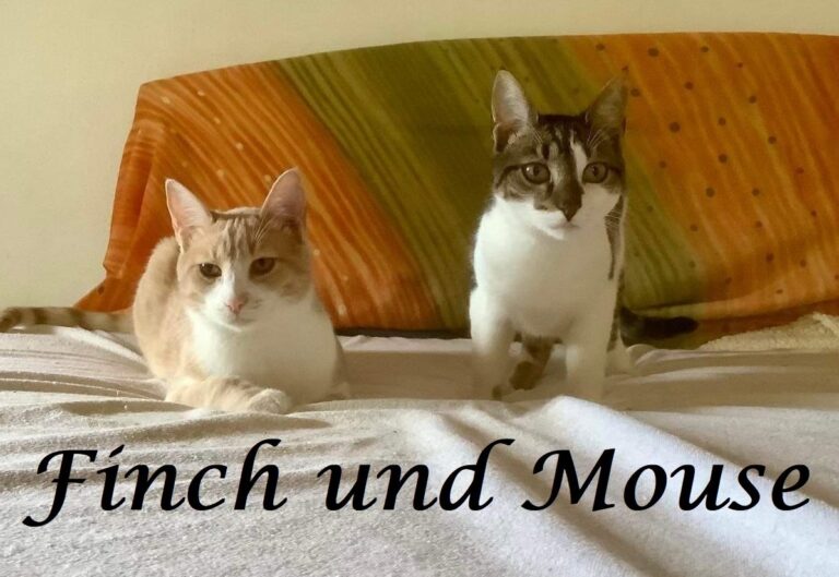 Finch und Mouse -vermittelt-