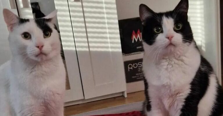 Timon und Pumba -vermittelt-